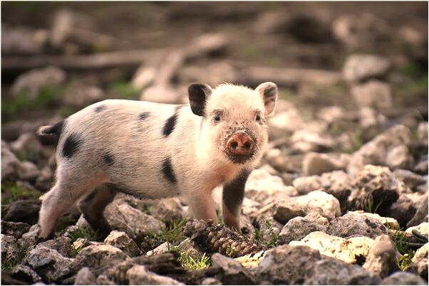 夢到了東西在口袋爆炸意味著什麼_周公解夢官網