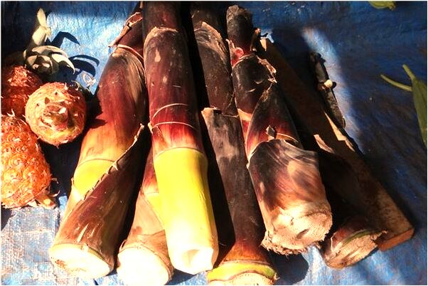 夢到青蛙把我丟入海里預兆了什麼嗎_周公解夢官網