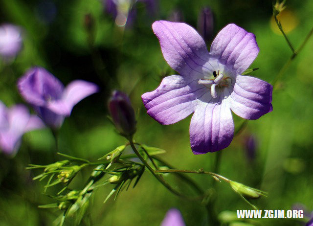 夢見舅和表哥_周公解夢夢到舅和表哥是什麼意思_做夢夢見舅和表哥好不好_周公解夢官網