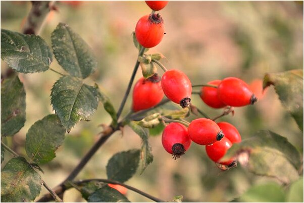 夢見竹筏翻了是什麼意思_周公解夢官網