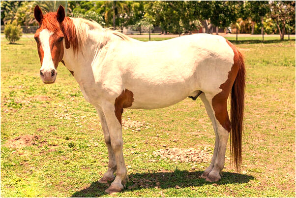 夢到與已故父母在一起是什麼意思_周公解夢官網