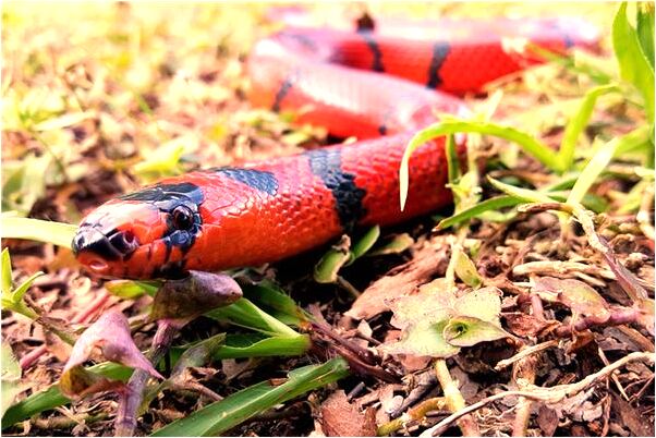 夢到自己帶金叉是好事還是壞事_周公解夢官網