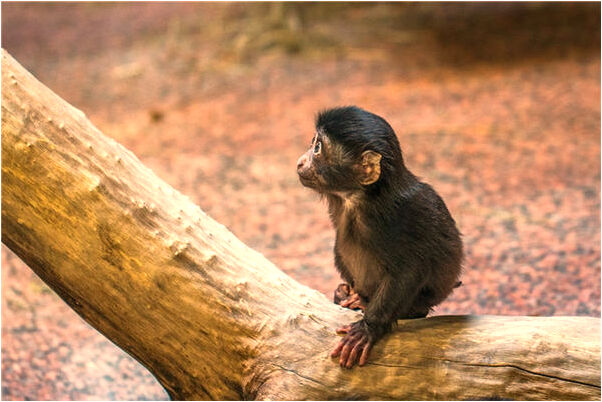 夢到了別人開車想要撞死我會有什麼預兆_周公解夢官網