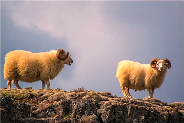 夢見醋罈子會是什麼預兆_周公解夢官網