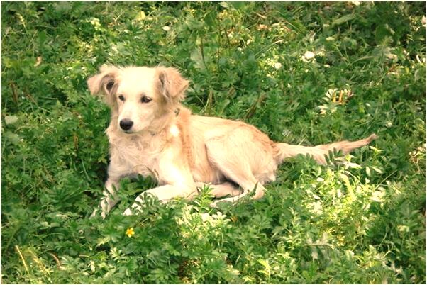 夢到上廁所踩到尿屎有何寓意_周公解夢官網