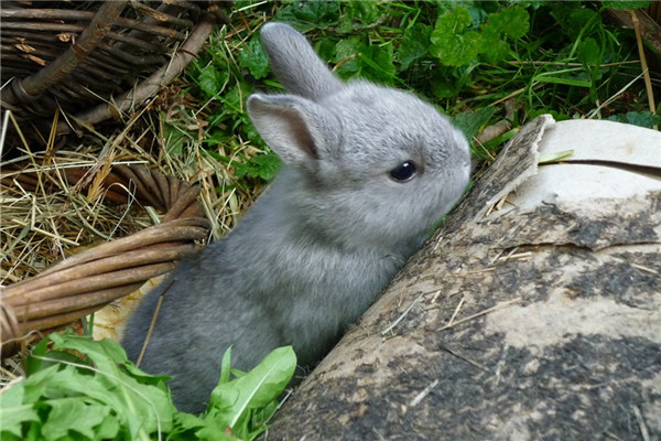 屬相兔未來哪些年份好_十二生肖