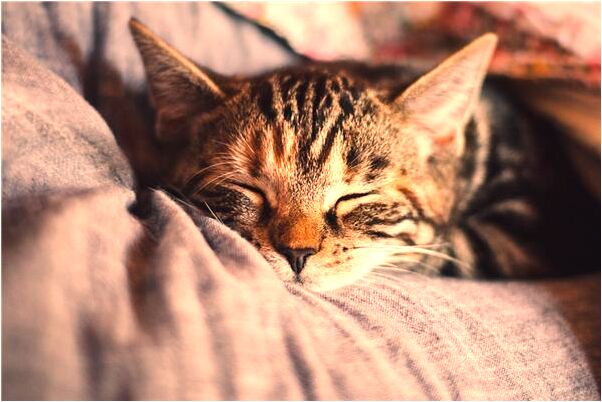 夢見會舊情人是凶兆還是吉兆_周公解夢官網