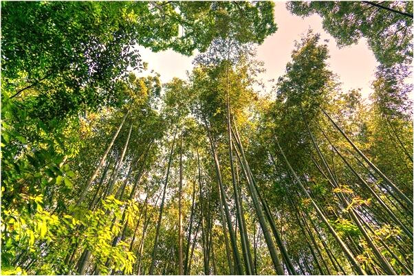 夢見夢偷別人家的錢是什麼意思_周公解夢官網