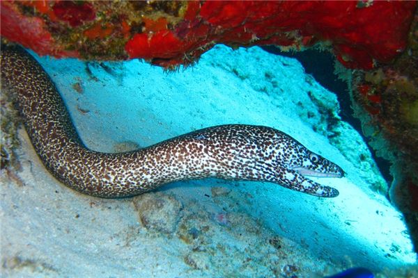 夢見抓黃膳怎么樣_周公解夢