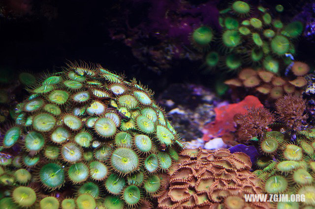 夢見燒香拜神_周公解夢夢到燒香拜神是什麼意思_做夢夢見燒香拜神好不好_周公解夢官網