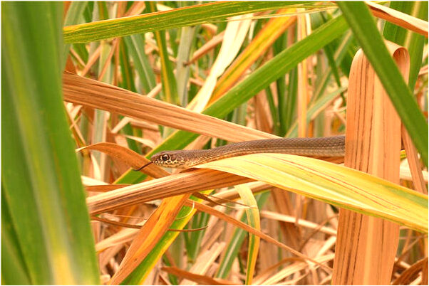夢到親女人的陰道是好的徵兆嗎_周公解夢官網