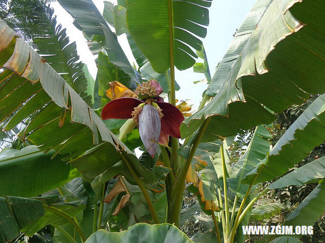 夢見很多蛇在水裡游_周公解夢夢到很多蛇在水裡游是什麼意思_做夢夢見很多蛇在水裡游好不好_周公解夢官網