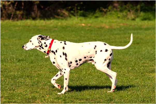 夢到掉牙牙齦腫痛意味著什麼_周公解夢官網