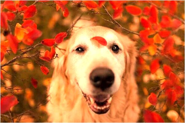 夢見自己的家被燒了滅不了有什麼寓意嗎_周公解夢官網