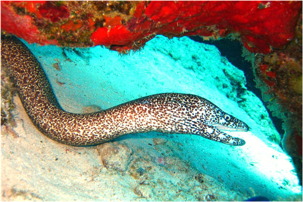 夢到了被狗追把狗打死了是什麼啟示_周公解夢官網