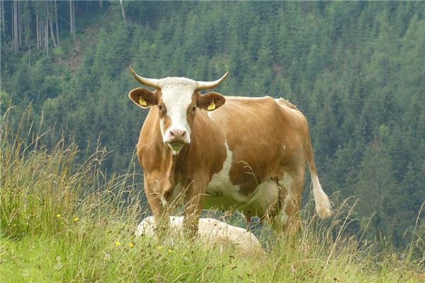 夢到了牛吃蛇是什麼預兆_周公解夢