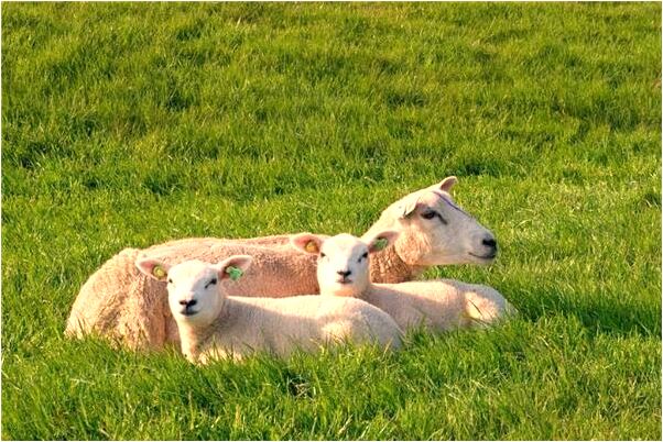 夢見已故人要抓自己會怎么樣_周公解夢官網