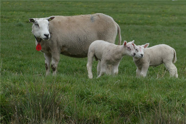 屬羊的人性格好壞_十二生肖