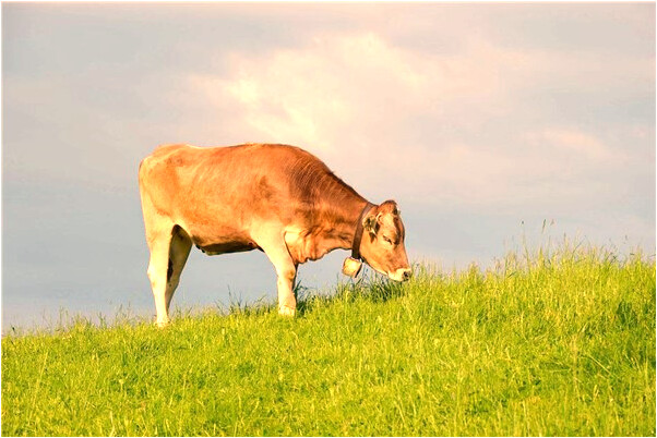 夢見和家人發生爭吵是咋回事_周公解夢官網