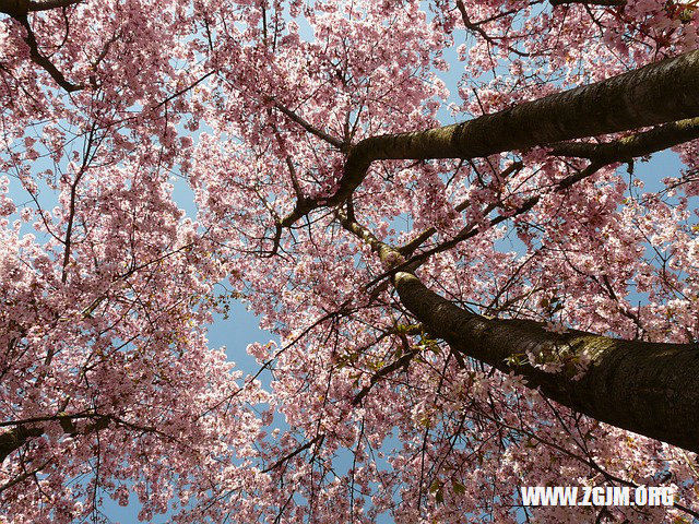 夢見大青蛙_周公解夢夢到大青蛙是什麼意思_做夢夢見大青蛙好不好_周公解夢官網