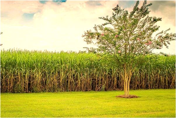 夢到紅色窗簾布是什麼徵兆_周公解夢官網