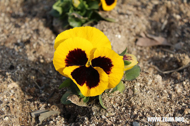 夢見抓犯人_周公解夢夢到抓犯人是什麼意思_做夢夢見抓犯人好不好_周公解夢官網