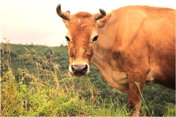 夢見著火後自己用水撲滅了會是什麼預兆_周公解夢官網