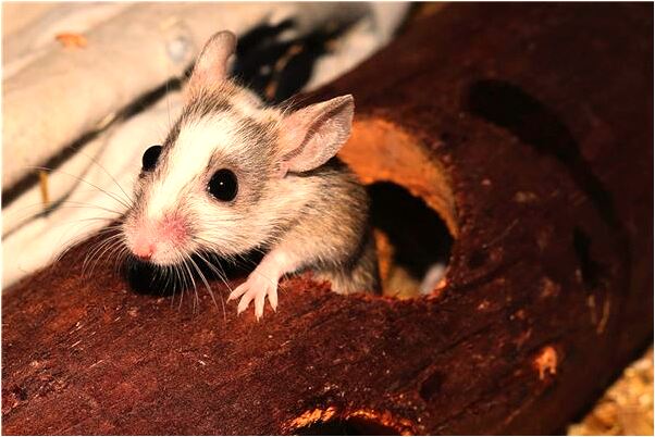 夢到夢要參加同學聚會代表什麼_周公解夢官網