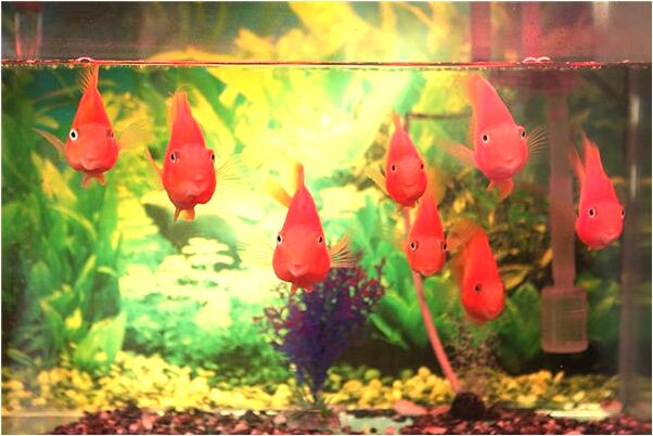 夢到了和貓一起睡覺是什麼意思?_周公解夢官網