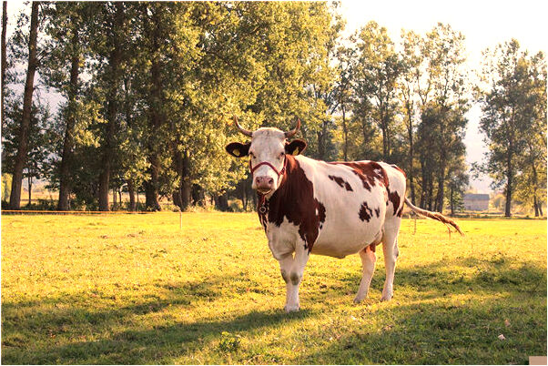 夢到跟表哥比賽游泳他贏了有什麼意思嗎_周公解夢官網