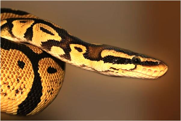 夢見車窗被打爛代表著什麼？_周公解夢官網