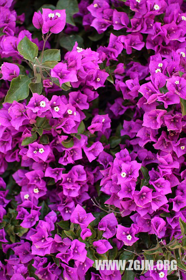 夢見很多人追殺我_周公解夢夢到很多人追殺我是什麼意思_做夢夢見很多人追殺我好不好_周公解夢官網