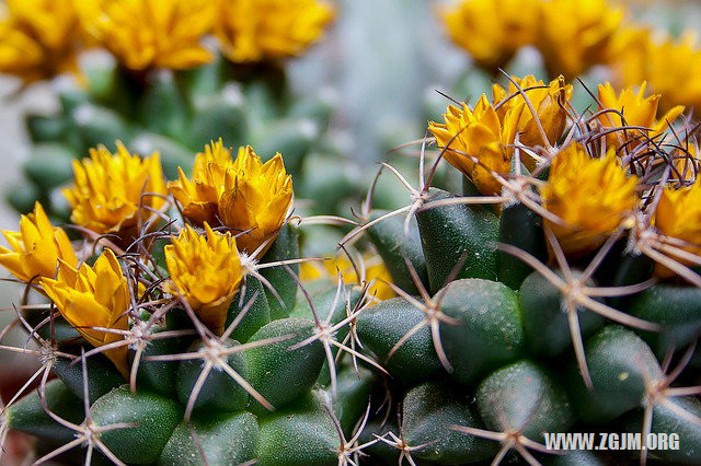 夢見魚吃人_周公解夢夢到魚吃人是什麼意思_做夢夢見魚吃人好不好_周公解夢官網