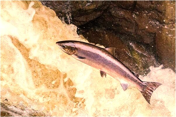 夢見燃燒的高壓線預兆了什麼嗎_周公解夢官網