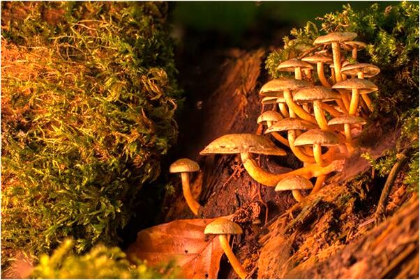 夢見沒得工資有什麼含義_周公解夢官網