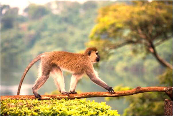 夢到了天津華圖代表著什麼?_周公解夢官網