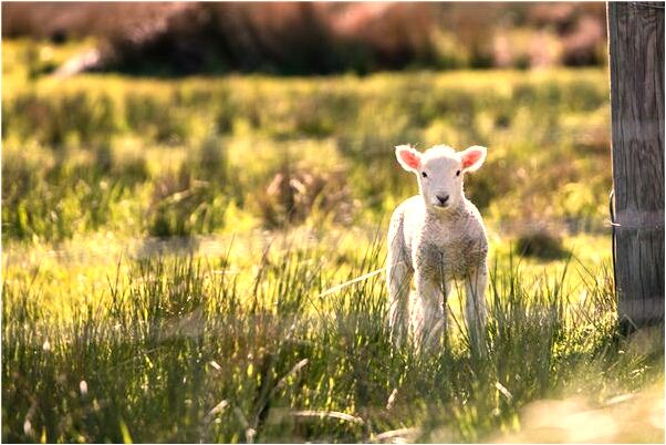 夢到搶麵條吃預示什麼_周公解夢官網