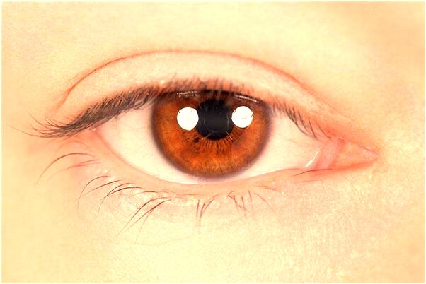 夢見大象追我預示什麼_周公解夢官網