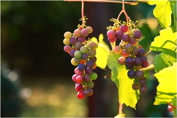 夢見公共汽車圍著我轉是什麼徵兆_周公解夢官網