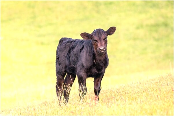 夢到了鞋子被人換走了是什麼意思_周公解夢官網