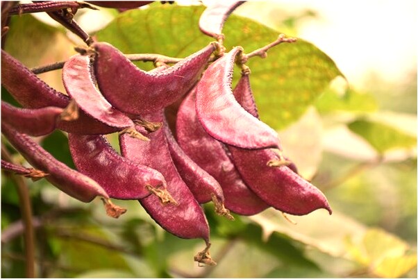 夢見開車撞倒狗有什麼預兆_周公解夢官網