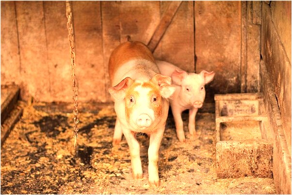 夢到自己結婚並且懷孕代表什麼_周公解夢官網