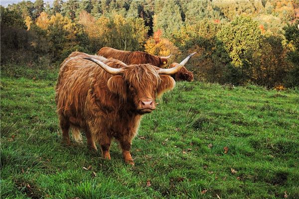 1997年屬牛人2021年運勢及命運 25歲牛年本命年每月運程如何_十二生肖