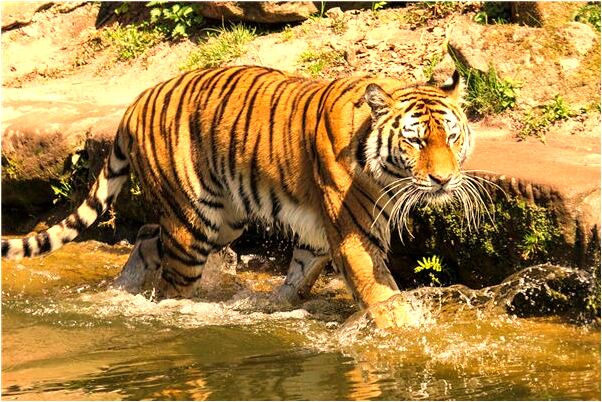 夢到老公坐別人的車走了是什麼預兆_周公解夢官網