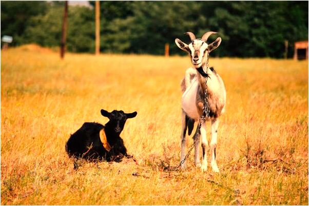 夢到我抱里有幾打百元大鈔是怎么回事_周公解夢官網