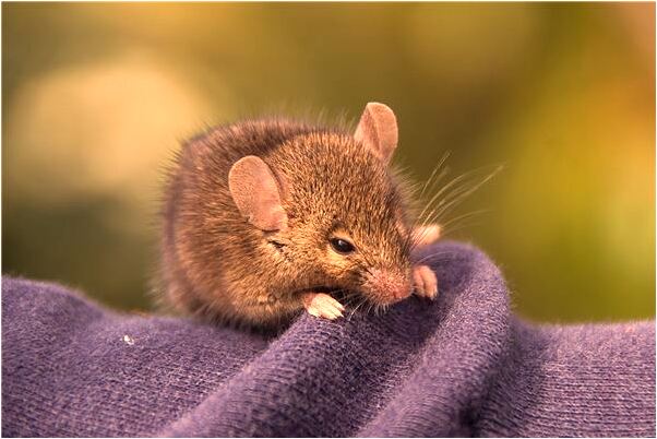 夢到了別人一家人會有什麼預兆_周公解夢官網