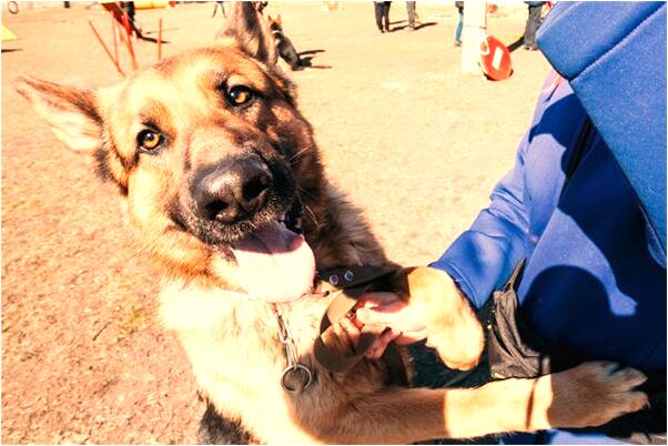 夢到了牙齒壞了還有掉的是好是壞_周公解夢官網