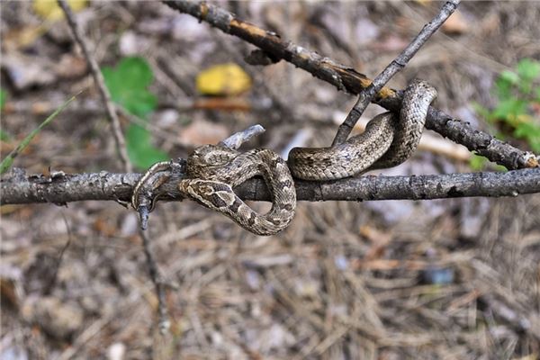 屬蛇的年份_十二生肖