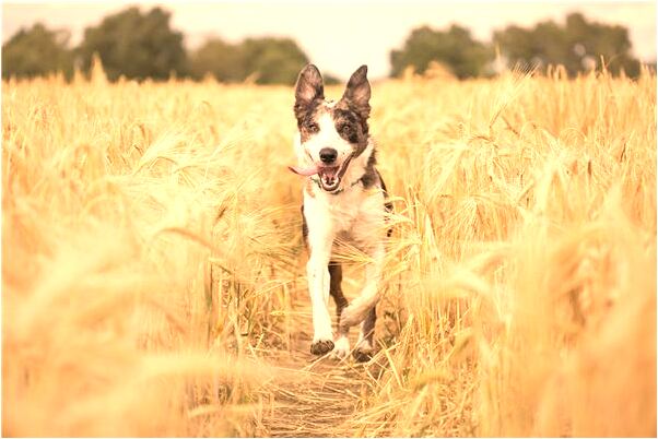 夢到總是錯過他是什麼兆頭_周公解夢官網