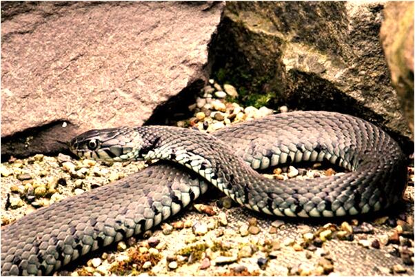 夢見剪細黃鱔頭代表什麼_周公解夢官網